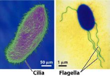 Irene Manton’s cytological work known worldwide for the structure of cilia & flagella.