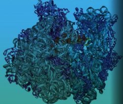 Nobel prize in chemistry awarded to V Ramakrishnan, TA Steitz & AE Yonath for studies of the structure & function of the ribosome.
