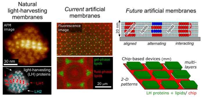 Properties of light-harvesting membranes (Natural, current artificial and future artificial membranes)