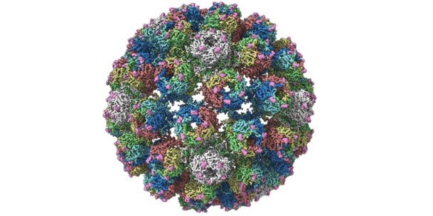 Transplant-damaging virus brought into focus