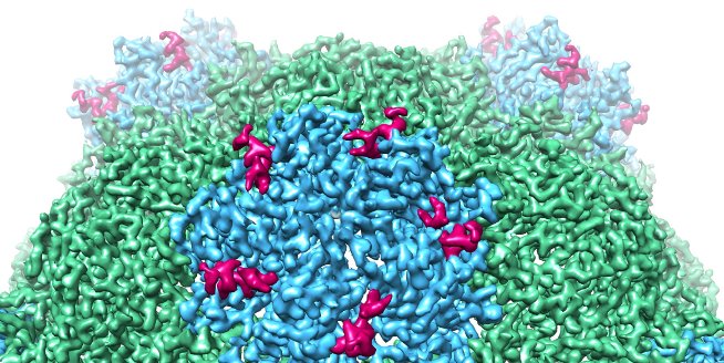 Groundbreaking microscopy unlocks secrets of plant virus assembly