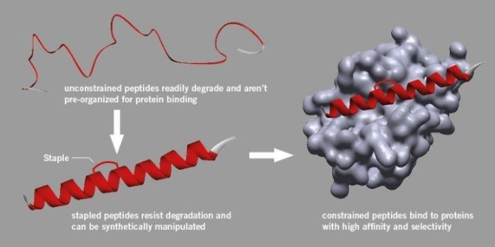 New approach set to make peptide stapling widely available