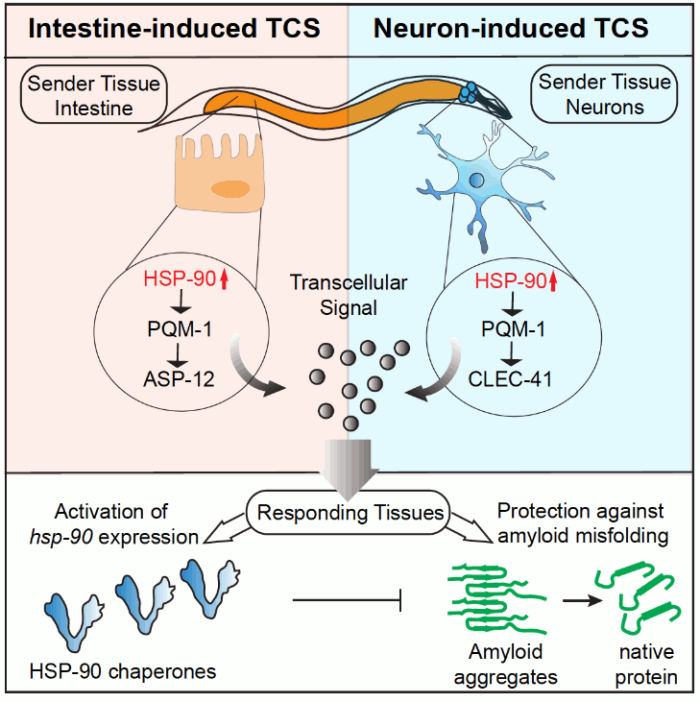 Infographic showing Intestin-induced and Neuron-induced Transcellular Chaperone Signalling