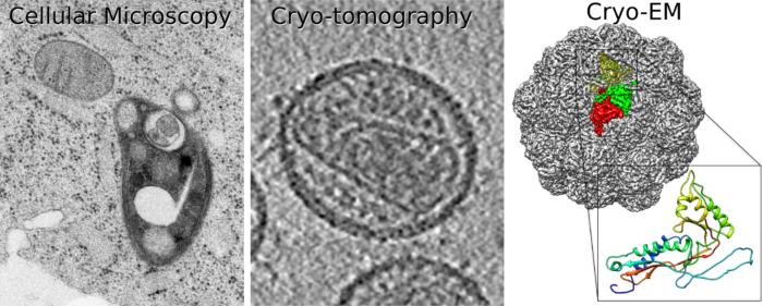 1) A section of a virus-infected cell shows shows an image of a viral-induced membrane rearrangement within the host cell. 2) Cryo-electron tomography section of an HIV virion. 3) Cryo-electron microscopy shows a close-to-atomic reconstruction of an encapsulin nanocompartment, which can be used to calculate an atomic model of the protein.