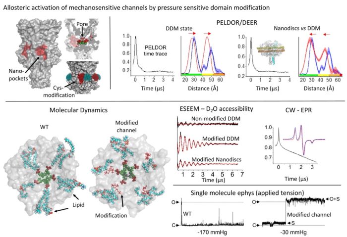 Allosteric activation of mechanosensitive ion channels