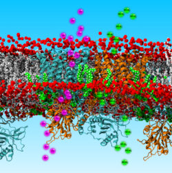The red blood cell anion exchanger 1 transporter inserted in a model membrane. 