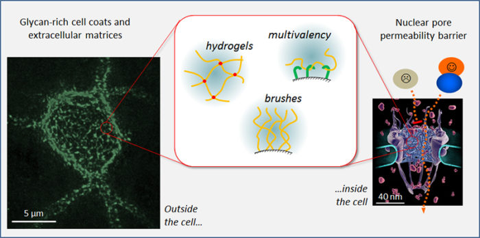A fluorescence micrograph of a perineuronal net as an example of glycan-rich cell coats and extracellular matrices, and an illustration of the nuclear pore permeability barrier. Illustration shows hydrogels, multivalent binding and polymer brushes; the physical principles governing the behaviour of such systems are used to better understand the mechanisms of functions of soft biological interfaces.