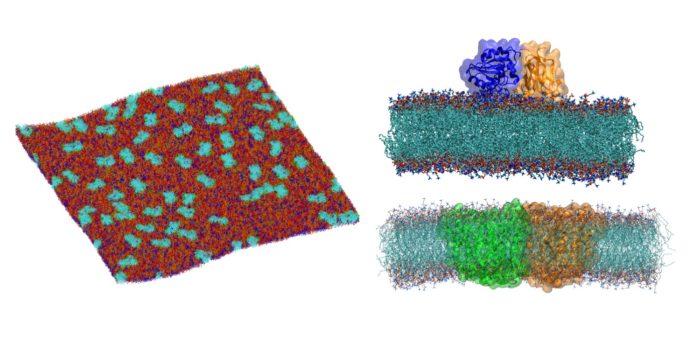 Molecular dynamics simulation of membrane proteins and membranes. 