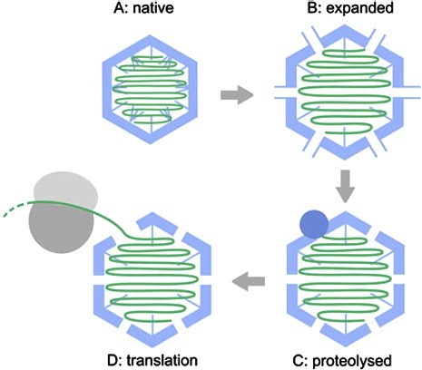 Cartoon of viral genome uncoating from an expanded, proteolysed virion via binding cellular ribosomes