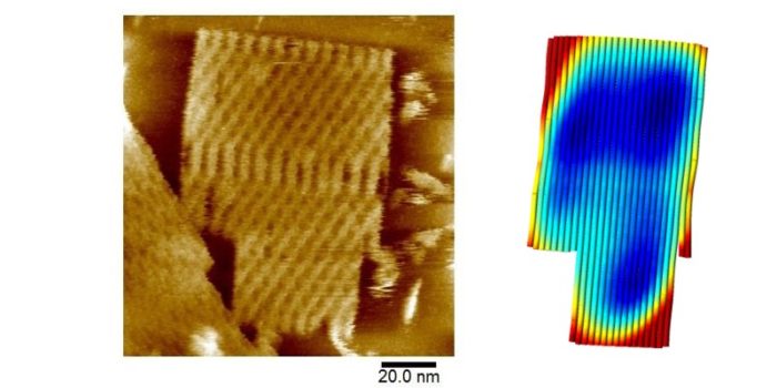 Single layer DNA origami nanostructure curvature studied by atomic force microscopy (AFM) and molecular modelling. 
