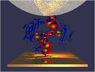 Exploiting transmembrane cytochromes for solar energy conversion