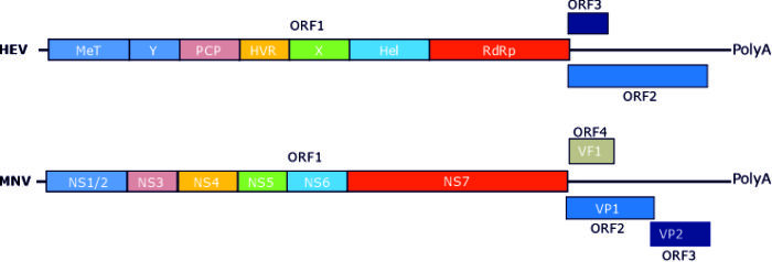 A diagram showing the viral genomes of hepatitis E virus (including ORF1, ORF2 and ORF3) and murine norovirus (ORF1, ORF2, ORF3 and VF1).