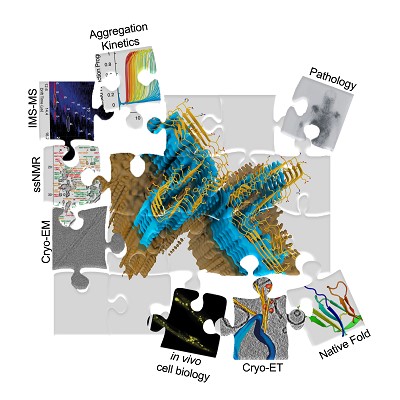 Image of questions in the amyloid field shown as a zigsaw. Highlights aggregation kinetics, mass spectrometry, solid state NMR, cryoEm, cryoET, in vivo aggregation and pathology.