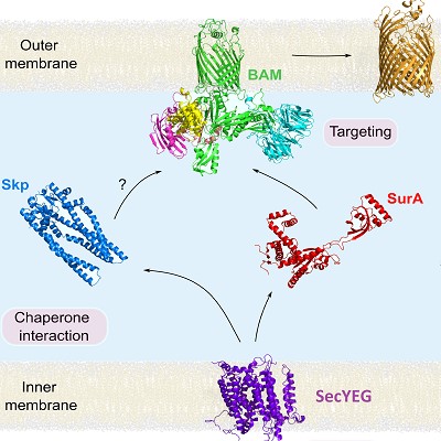 Schamtic showing the passage of OMPs from synthesis on the ribosome to the outer membrane and involving the chaperones SurA and Skp and the BAM complex.