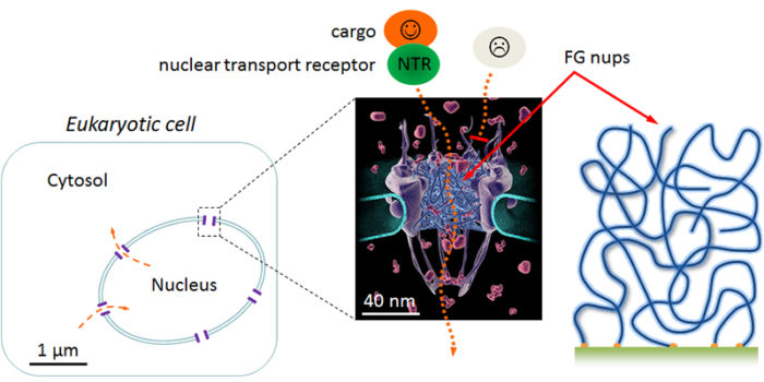Illustrations shows a nuclear pore complex as a large (40 nm wide) channel filled by a meshwork of linear polymers (intrinsically disordered proteins called FG nups) that control the transport of macromolecules (mediated by nuclear transport receptors) between the cytosol and the nucleus of eukaryotic cells. An in vitro model of the nuclear pore permeability barrier, consisting of intrinsically disordered proteins grafted to a planar surface, is also shown.
