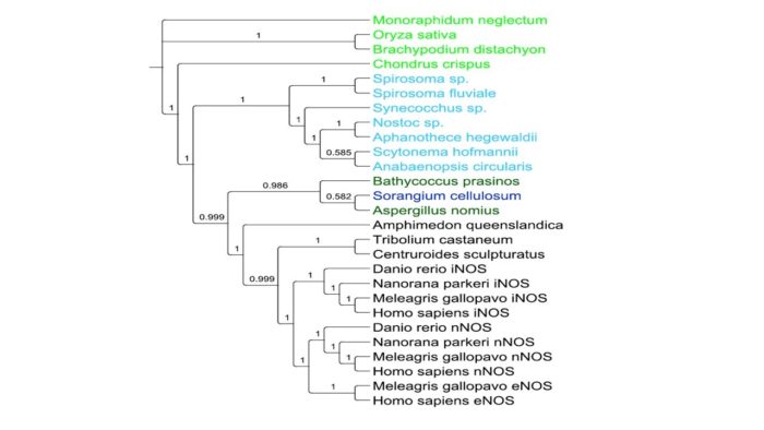Phylogenetic analysis and experimental results
