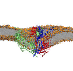 Molecular dynamics simulation of the Piezo1 mechanosensitive channel. 