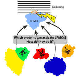 Illustration of one of the main questions being studied in the lab which is whether we can identify protein partners from bacteria that can activate enzymes known as lytic polysaccharide monooxygenases for the oxidation of cellulose.