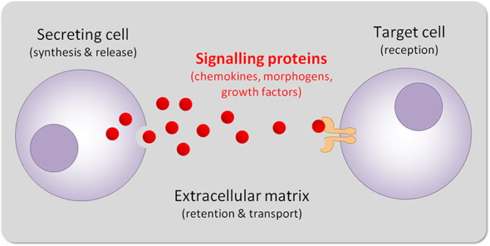 Illustration shows how signalling proteins (chemokines, morphogens, growth factors) are secreted by one cell, and need to travel through extracellular matrix to reach their target receptors on a distant cell. The extracellular matrix controls retention and transport of signalling molecules.