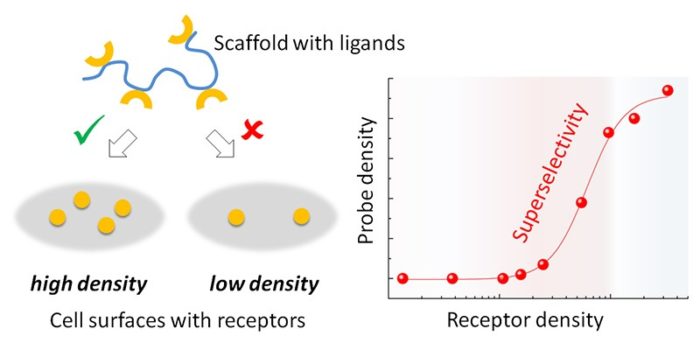 Illustration shows that a multivalent probe (made from a linear polymer scaffold with ligands attached) selectively binds to cell surfaces presenting a cognate receptor at high (but not at low) surface density. Graph shows the sharp (stronger than linear) dependence of probe binding on receptor surface density, termed superselectivity.
