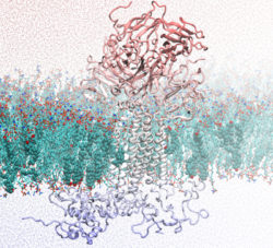 Molecular dynamics simulation of the T cell receptor.  