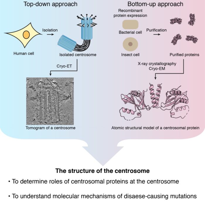 The structure of the centrosome