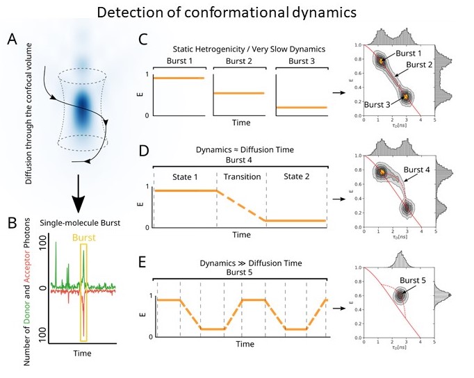 Detection of conformational dynamics