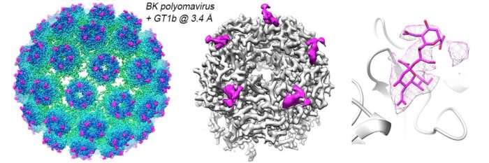 receptor binds to a pocket on surface of virus
