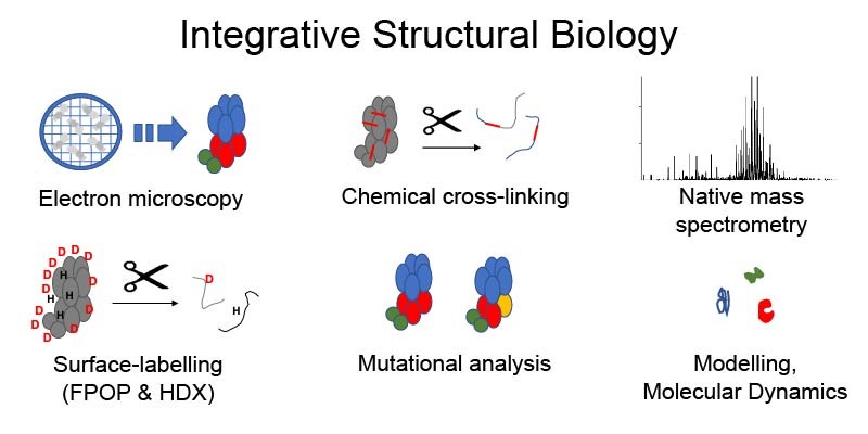 . Image shows techniques used in an integrative structural biology approach to study the structure and dynamics of macromolecular complexes; electron microscopy, chemical cross-linking, native mass spectrometry, surface-labelling, mutational analysis, modelling and molecular dynamics.