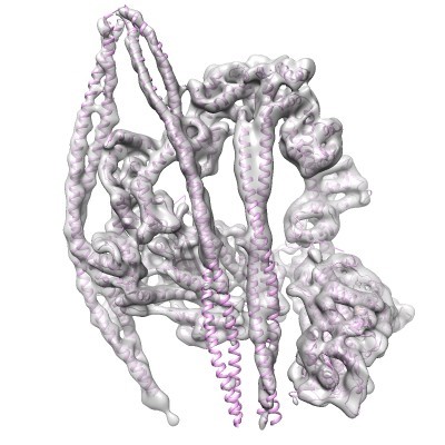 Image shows cryoEM structure and model of the shutdown state of smooth muscle myosin in the interacting-heads region.