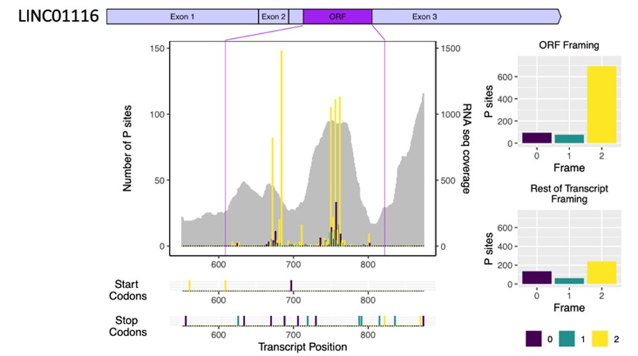 Ribosome profiling output from LINC01116 showing in frame footprints in novel small ORF.