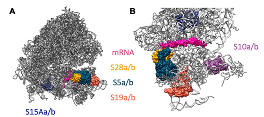 Cryo-EM structures of ribosomes from drosophila testes. Gonad enriched parlous are marked in colour.