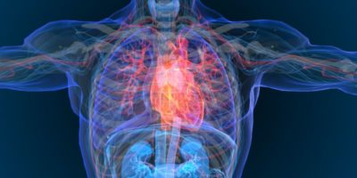 Molecules could target cardio-metabolic diseases