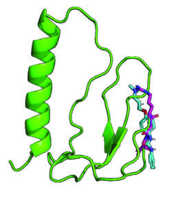 the image shows the IGF binding protein 1 depicted as green ribbons with the RGD domain highlighted in pink and a small molecule mimicking this region overlayed in turquoise. 