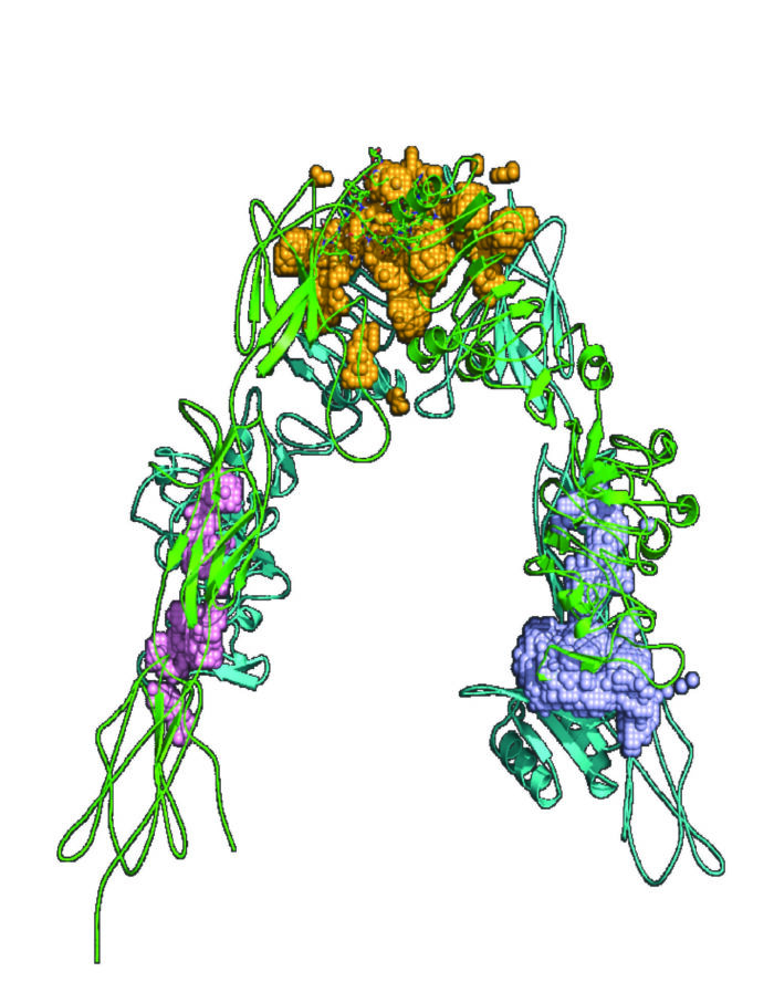 The image depicts the insulin receptor as green ribbons and the IGF1 receptor as turquoise ribbons. The important regions for the protein-protein interaction between the two receptors are shown as pink, orange and purple spheres respectively. 
