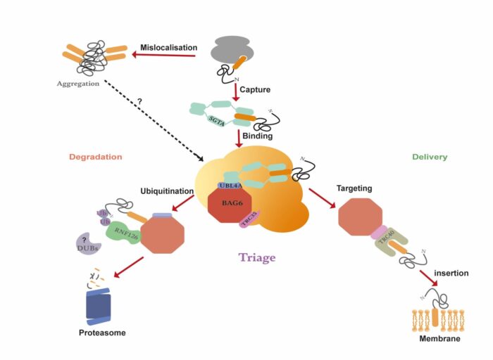 A schematic representation of Membrane Protein Triage. 
