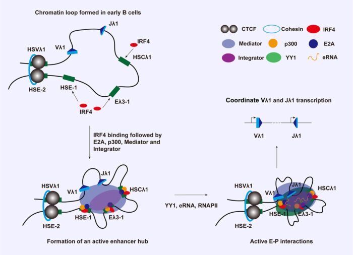 Diagrams showing wavy lines, representing a gene locus, and boxes, representing regulatory elements that coalesce following binding of regulatory proteins, represented by coloured ovals.