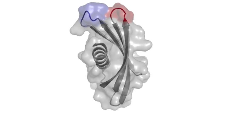Visualisation of an Adhiron protein