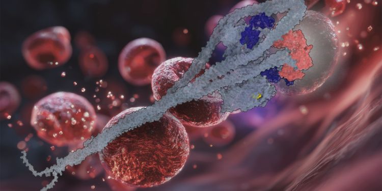 Platelet myosin (grey) shown in its ‘switched-off’ form, folded tightly to prevent activity until the body needs to form a blood clot. Image by Glenn Carrington.