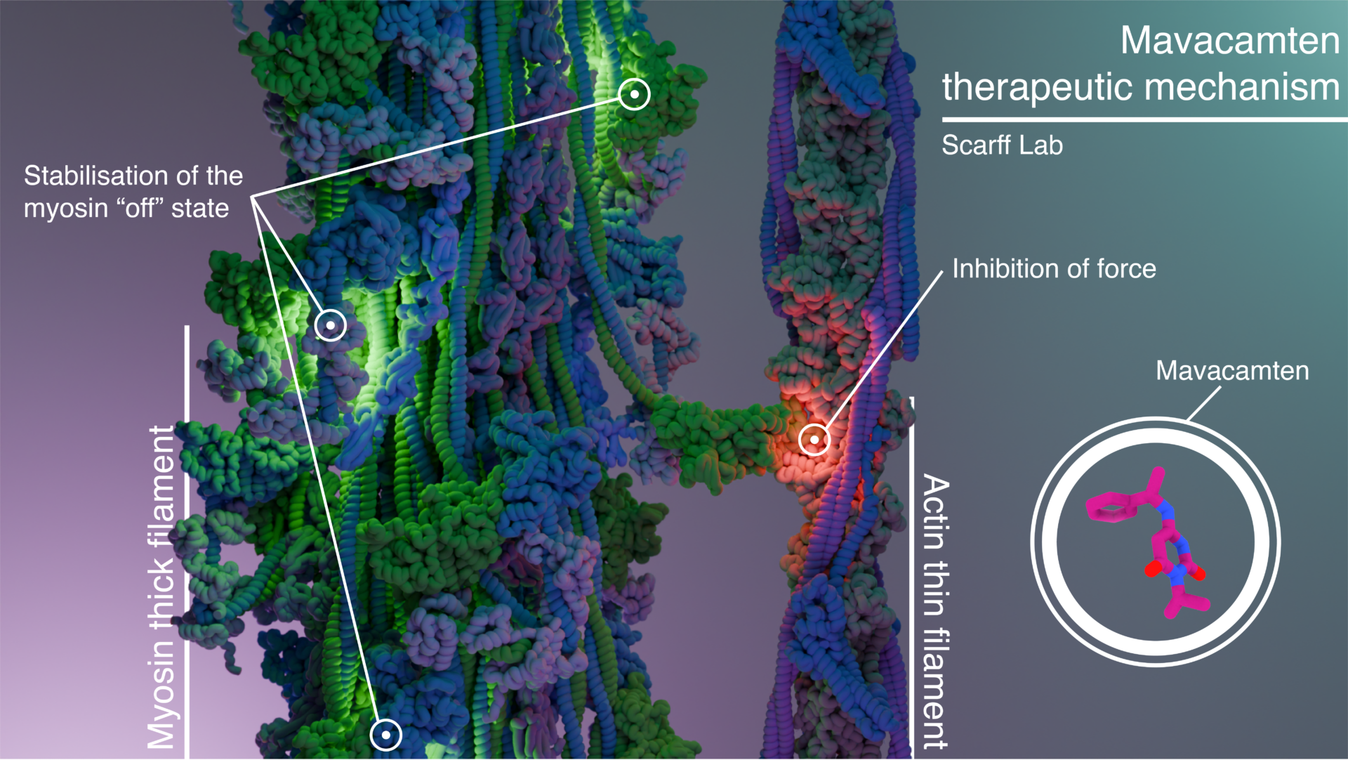Mavacamtem therapeutic mechanism