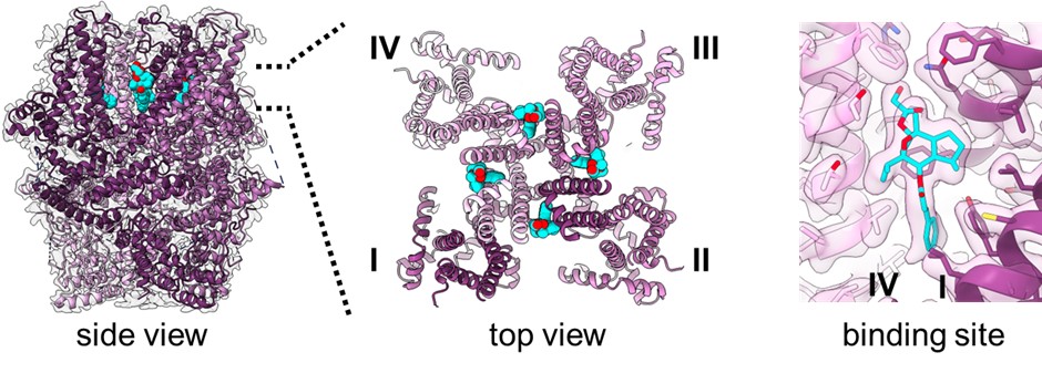 Aromatic persuasion: how a plant toxin unlocks human ion channels