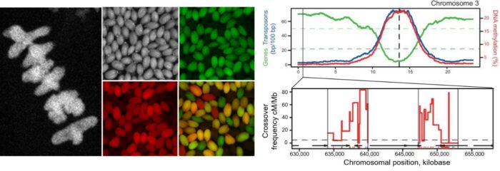 Pea chromosomes undergoing meiosis, Seeds of a model plant Arabidopsis thaliana under the bright field, green and red fluorescent filters demonstrating how crossovers lead to the segregation of transgenes encoding green and red fluorescent proteins; A schematic of an Arabidopsis thaliana chromosome and a blow-up image depicting two crossover hotspots. 